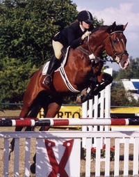 Cavallino W